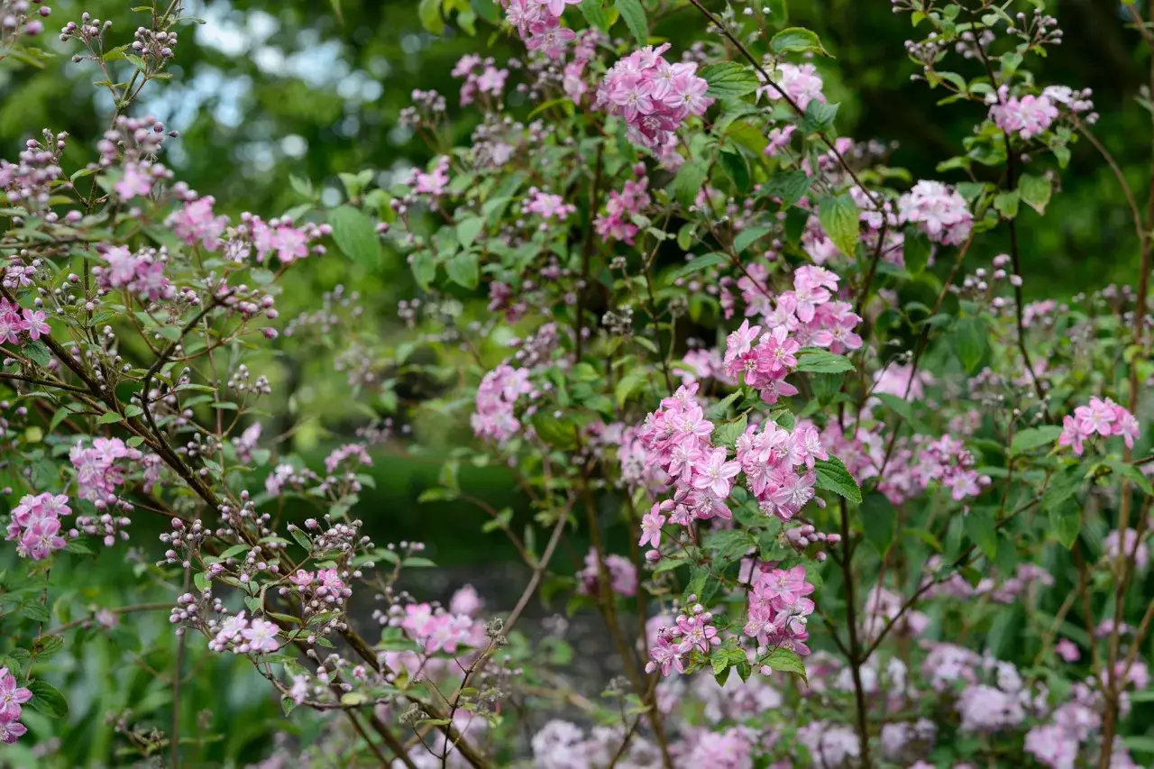 Un arbuste de saule crevette en pleine floraison, couvert de grappes de petites fleurs roses d&eacute;licates.