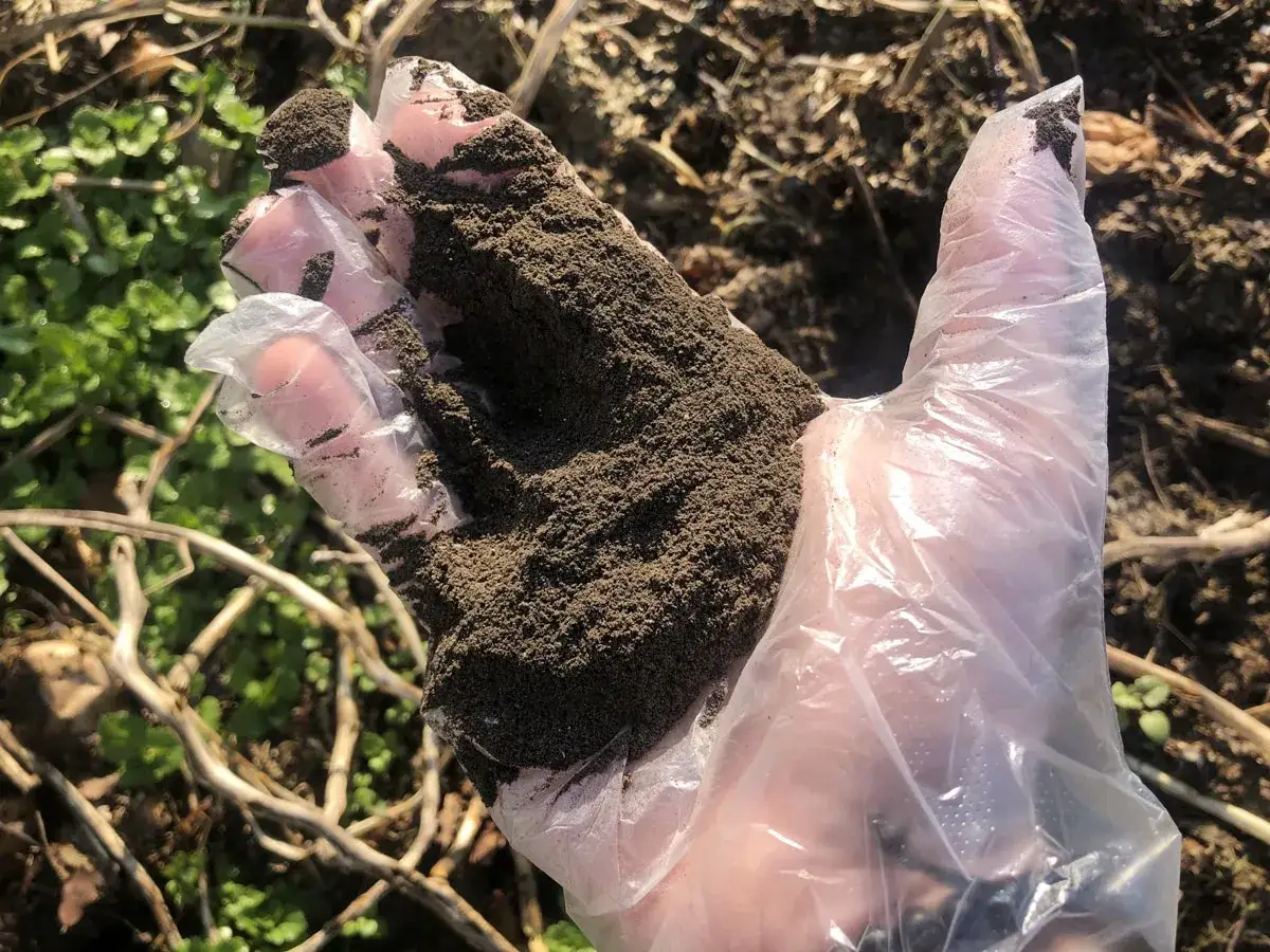 Main d'une personne portant un gant en plastique, tenant une poignée de terre noire, riche en cendre de jardin, prête à enrichir le sol.