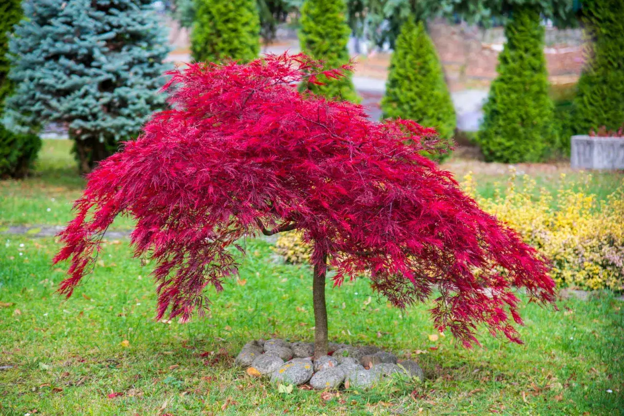 Un magnifique érable du Japon aux feuilles rouge vif, drapé sur un tapis d'herbe verte.