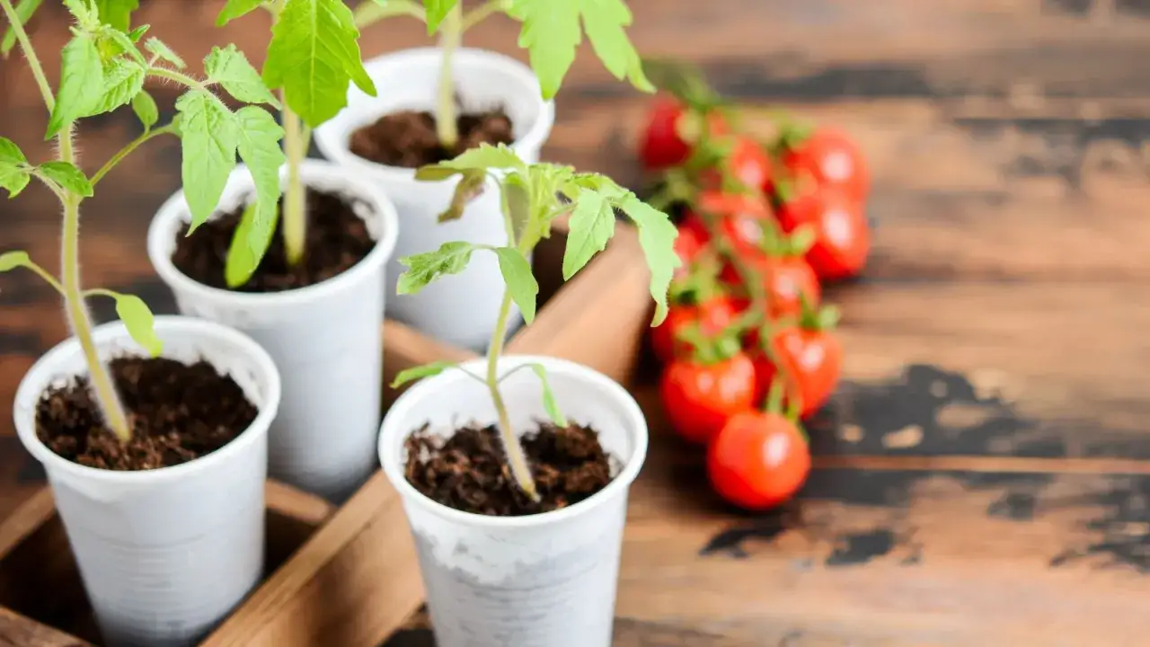 Jeunes semis de tomates pr&ecirc;ts &agrave; &ecirc;tre repiqu&eacute;s, avec des tomates cerises en arri&egrave;re-plan.