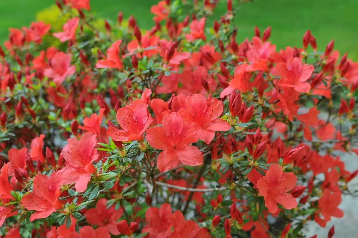 Un buisson d'azal&eacute;e du Japon en pleine floraison, ses fleurs rouge vif contrastant avec le feuillage vert.