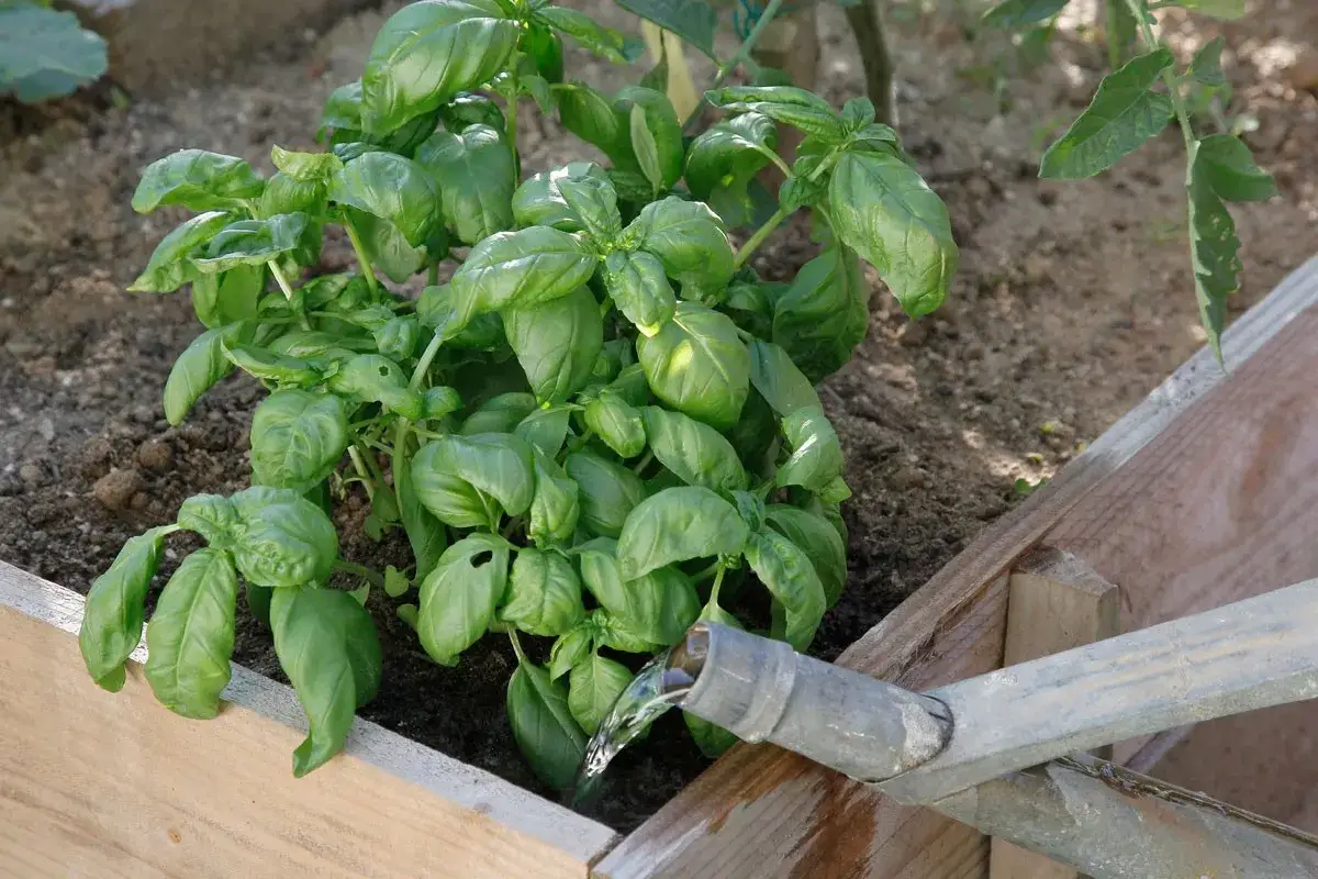 Arrosage basilic dans un carr&eacute; potager. L'eau coule d'un tuyau m&eacute;tallique sur les feuilles vertes et luxuriantes.