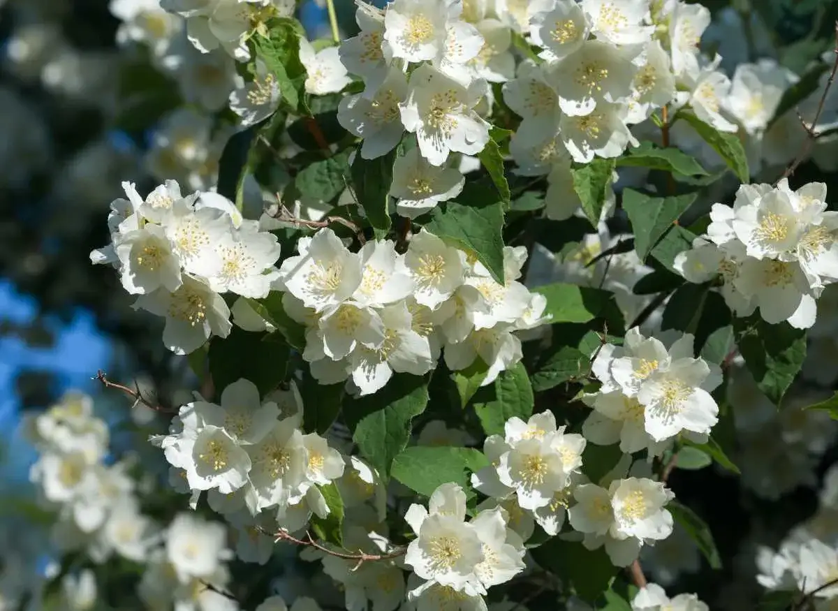 Grappe de fleurs de seringat taille, blanches et parfum&eacute;es, sur fond de feuillage vert et ciel bleu.