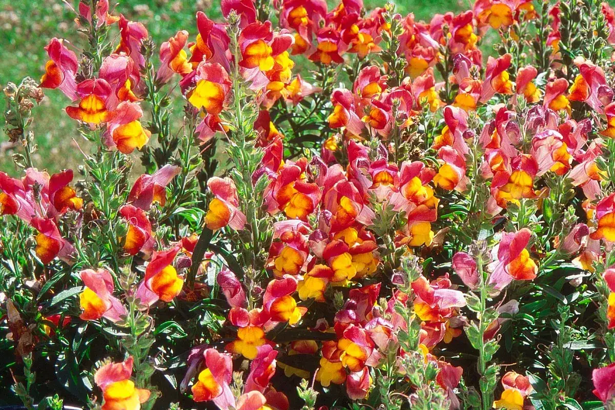 Un parterre de muflier fleur aux couleurs vives, m&ecirc;lant le rose, le rouge et le jaune, illumine le jardin.