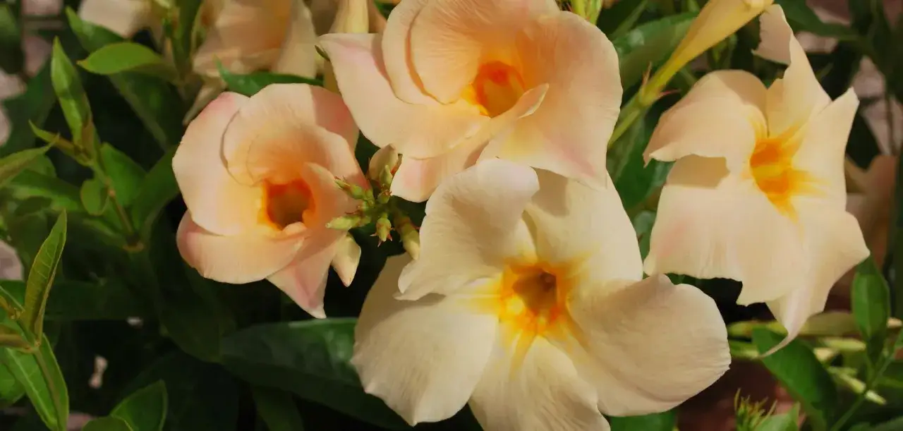 Fleurs de dipladenia aux teintes pêche et crème, profitant d'une belle exposition ensoleillée.
