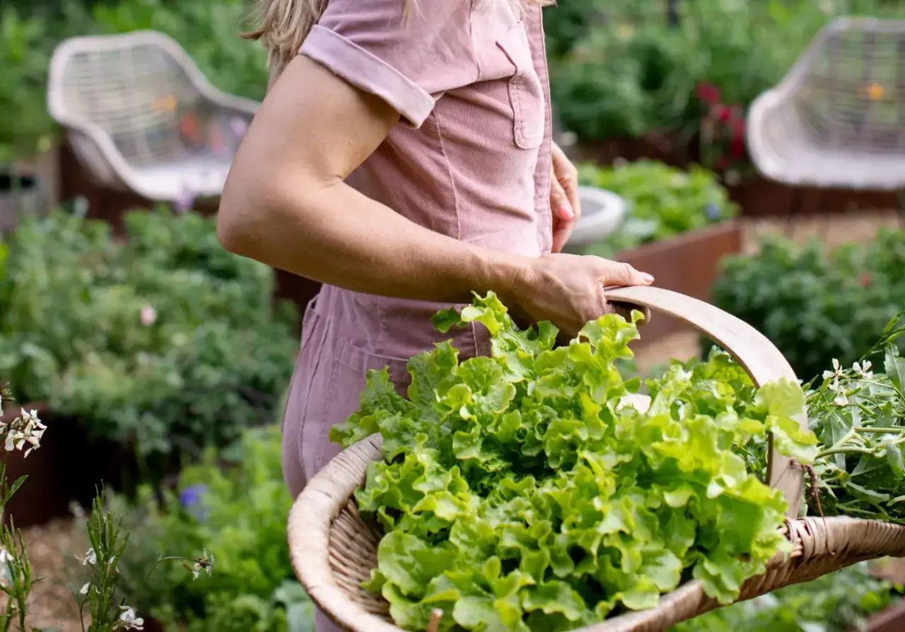 Une personne tient un panier rempli de salade à couper fraîchement cueillie dans un jardin luxuriant.