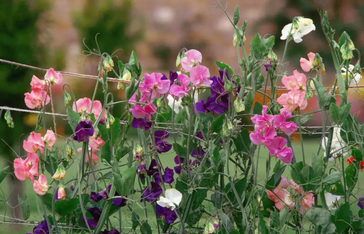 Des pois de senteur roses, violets et blancs grimpent sur un grillage. Leurs tendrils s'entrelacent, créant une cascade de couleurs délicates.