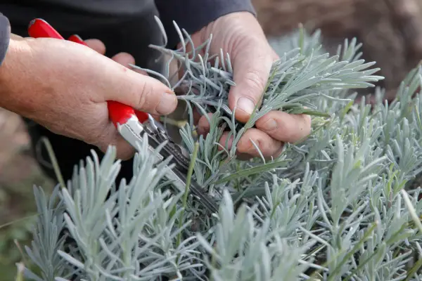 Mains tenant des ciseaux rouges pour la taille lavande. Les tiges grises de la plante sont coupées.