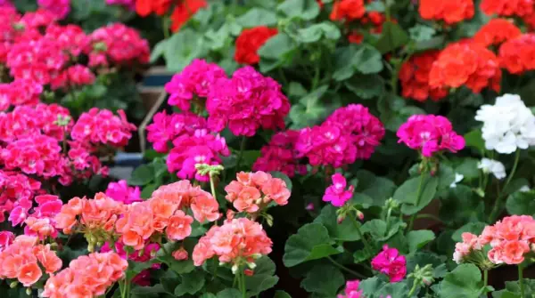 Gros plan sur des géraniums aux couleurs vives, roses, rouges et blancs. L'arrosage des géraniums est essentiel pour leur floraison éclatante.
