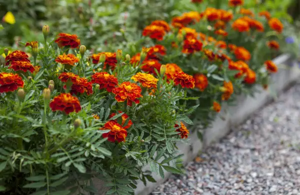 Un parterre d'oeillet d'inde potager aux couleurs vives, rouge et orange, borde un chemin de gravier.