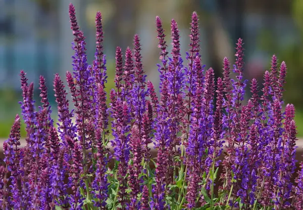 Épis de sauge ornementale aux teintes violettes et pourpres, se dressant fièrement dans un jardin ensoleillé.