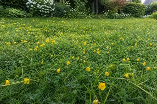 Champ verdoyant parsemé de petites fleurs jaunes, les boutons d'or, qui semblent danser sur leurs tiges fines.
