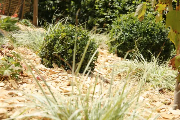 Un jardin avec des buis et des graminées sur un paillage de copeaux de bois. Un choix esthétique et pratique pour savoir quel paillage choisir.