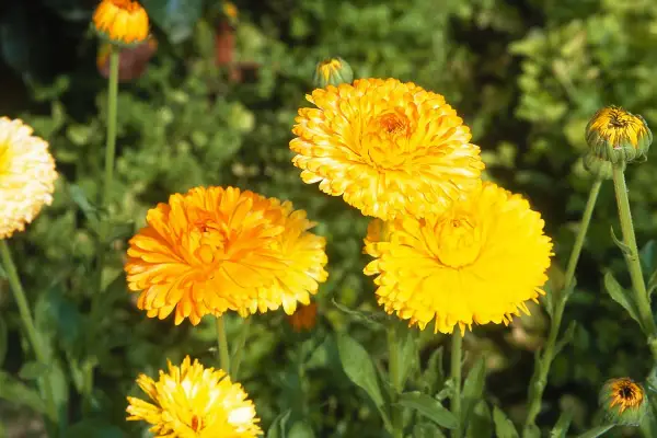 Plusieurs soucis fleur aux teintes orangées et jaunes éclatantes s'épanouissent dans un jardin verdoyant.