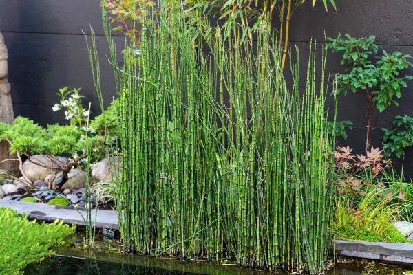 Un bouquet de prêle du Japon, aux tiges vertes segmentées, borde un étang dans un jardin zen.