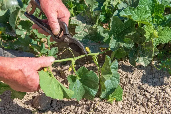 Main d'un jardinier coupant une tige de melon avec des cisailles. La taille du melon est essentielle pour une bonne croissance.