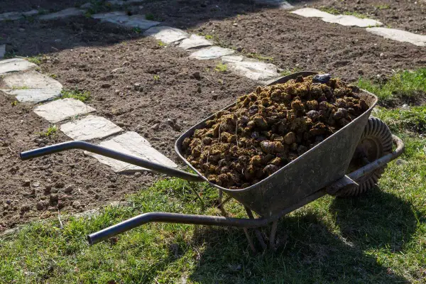 Brouette remplie de fumier de cheval, prête à fertiliser le potager. Le chemin de dalles de pierre serpente dans la terre labourée.