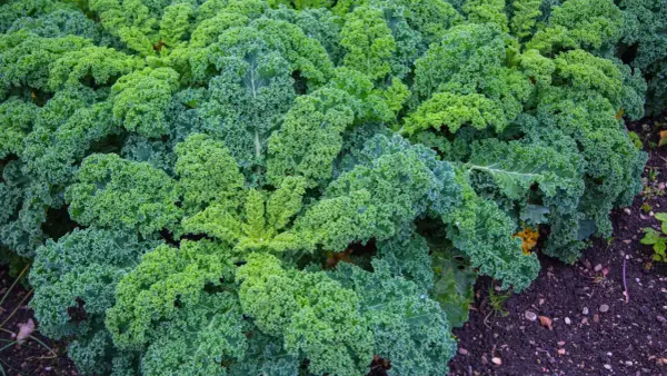 Un champ dense de chou kale vert, aux feuilles frisées et luxuriantes, pousse dans un sol sombre et riche.