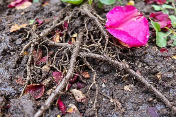 Gros plan sur les racines d'un rosier dans un terreau humide, parsemé de pétales de roses roses et rouges.