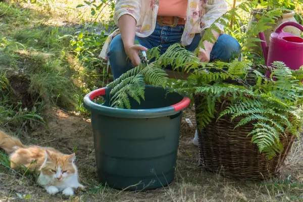 Préparation du purin de fougère. Une personne coupe des fougères près d'un seau vert et d'un panier en osier. Un chat roux se repose à proximité.