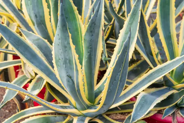 Gros plan sur une plante agave aux feuilles charnues, vertes et bleutées, bordées de jaune vif. Ses épines rouges ajoutent une touche de couleur.