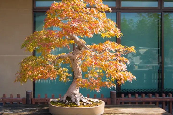 Un magnifique érable du Japon aux feuilles flamboyantes d'automne, sculpté en bonsaï, se dresse sur une table en bois devant une fenêtre reflétant la nature.