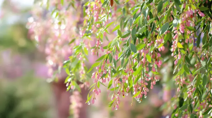 Rameaux de saule crevette avec des feuilles vertes et des grappes de petites fleurs roses, ornées de gouttes d'eau.