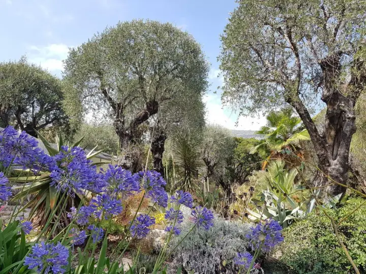 Jardin méditerranéen luxuriant avec des agapanthes bleues éclatantes, des oliviers centenaires et des plantes succulentes. Un paradis de plantes plein soleil sans arrosage.