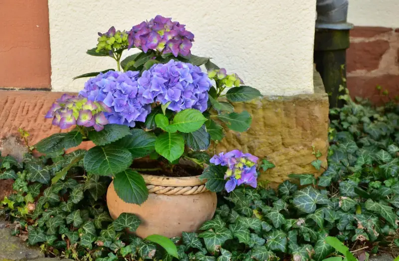 Hortensias bleus et violets dans un pot en terre cuite, entourés de lierre. Idéal pour savoir que planter avec des hortensias.