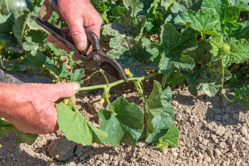 Main d'un jardinier coupant une tige de melon avec des cisailles. La taille du melon est essentielle pour une bonne croissance.