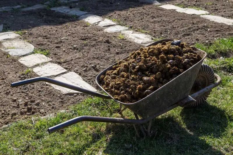 Brouette remplie de fumier de cheval, prête à fertiliser le potager. Le chemin de dalles de pierre serpente dans la terre labourée.
